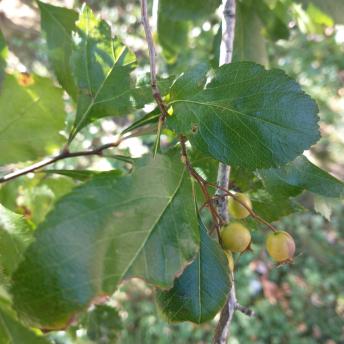 Cretaegus Crus-Galli leaf